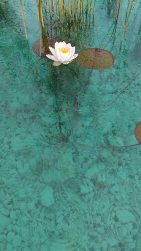 piante acquatiche, fitodepurazione, biolago, piscina naturale