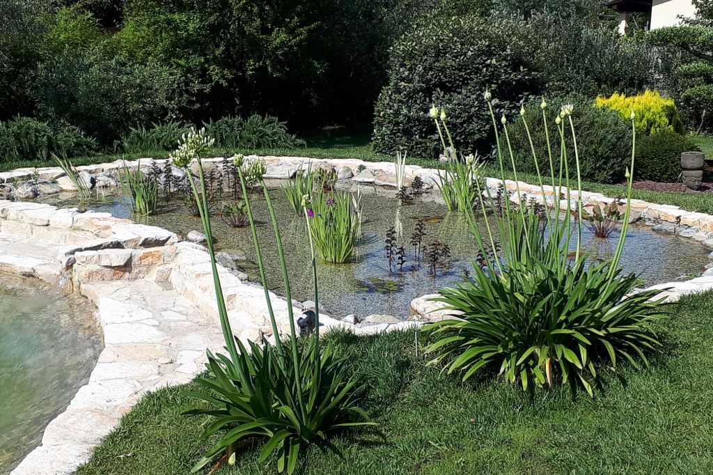 phytodepuration area of natural swimming pool