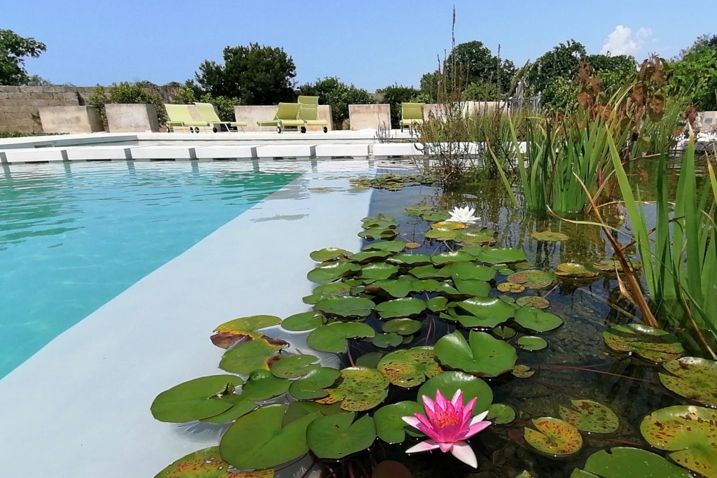 piscina in Salento con piante acquatiche e ninfee