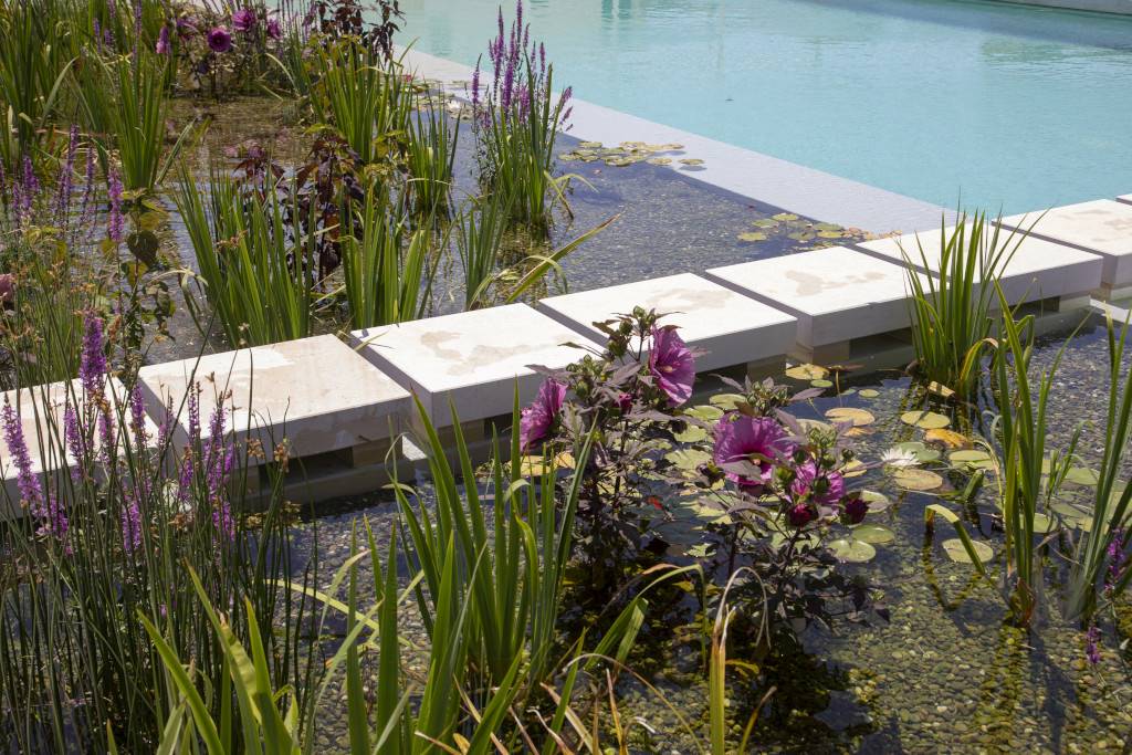 phytodepuration area of natural pool 