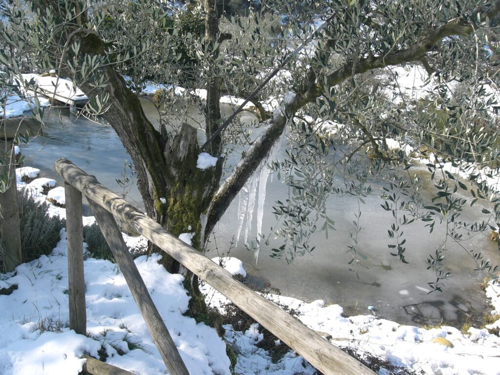 biolago in inverno ghiacciato