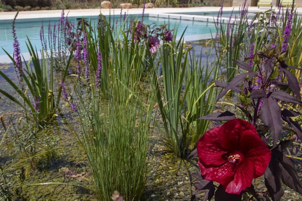 Hibiscus e piante aquatiche fiorite